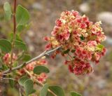 Atraphaxis pyrifolia. Веточка с соплодиями. Чуйская обл., лог между склонами восточнее с. Орто-Сай. 07.05.2015.