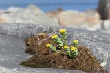 Rhodiola rosea