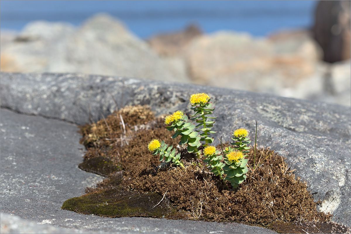 Image of Rhodiola rosea specimen.