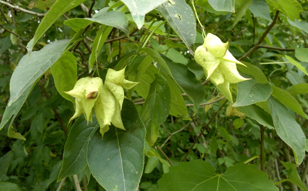 Изображение особи Staphylea colchica.