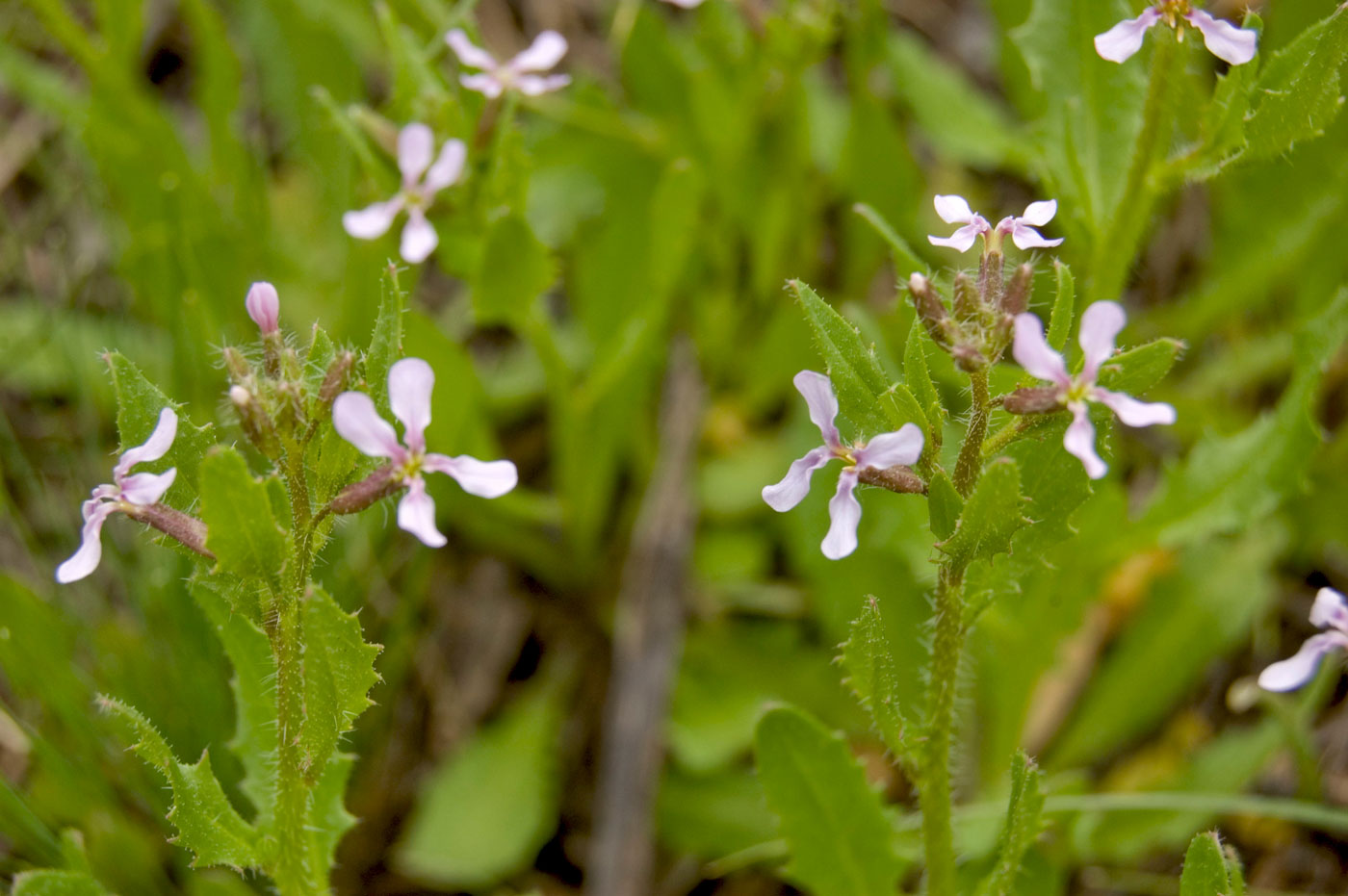 Image of Chorispora tenella specimen.