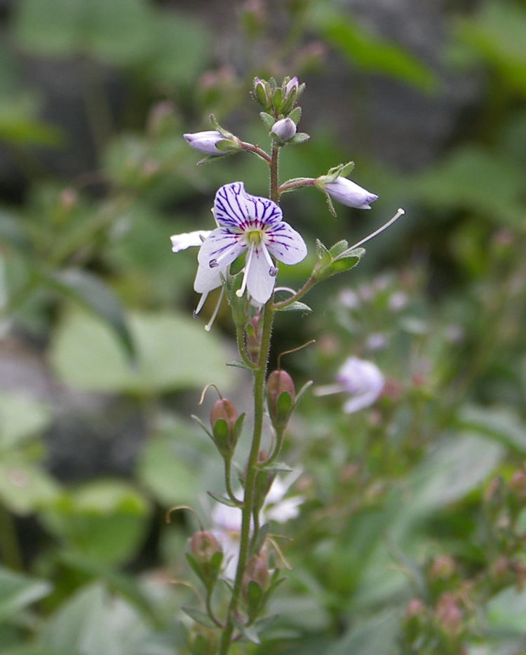 Image of Veronica monticola specimen.