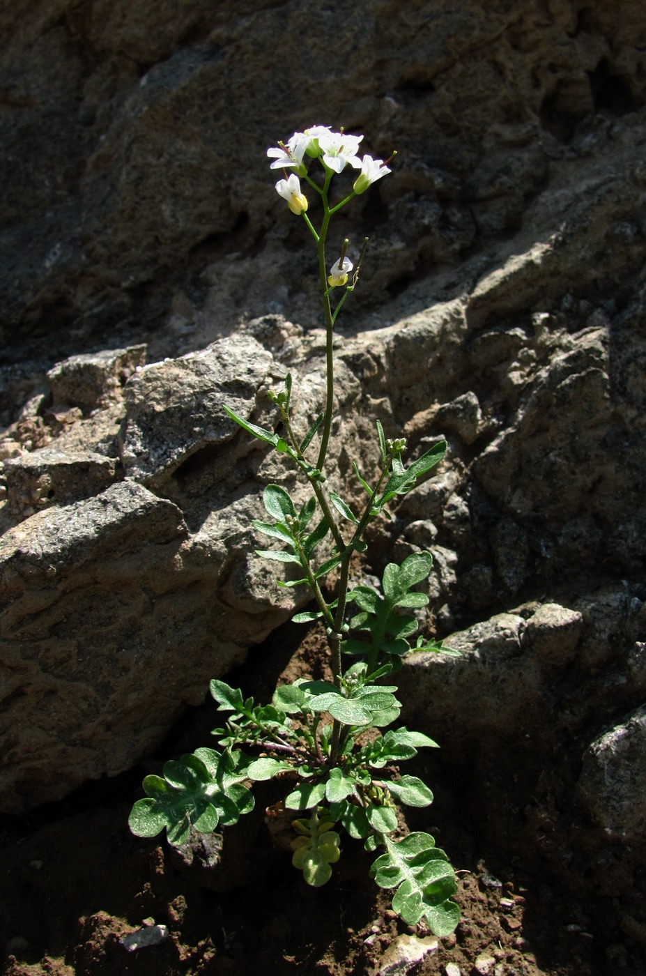 Image of Murbeckiella huetii specimen.