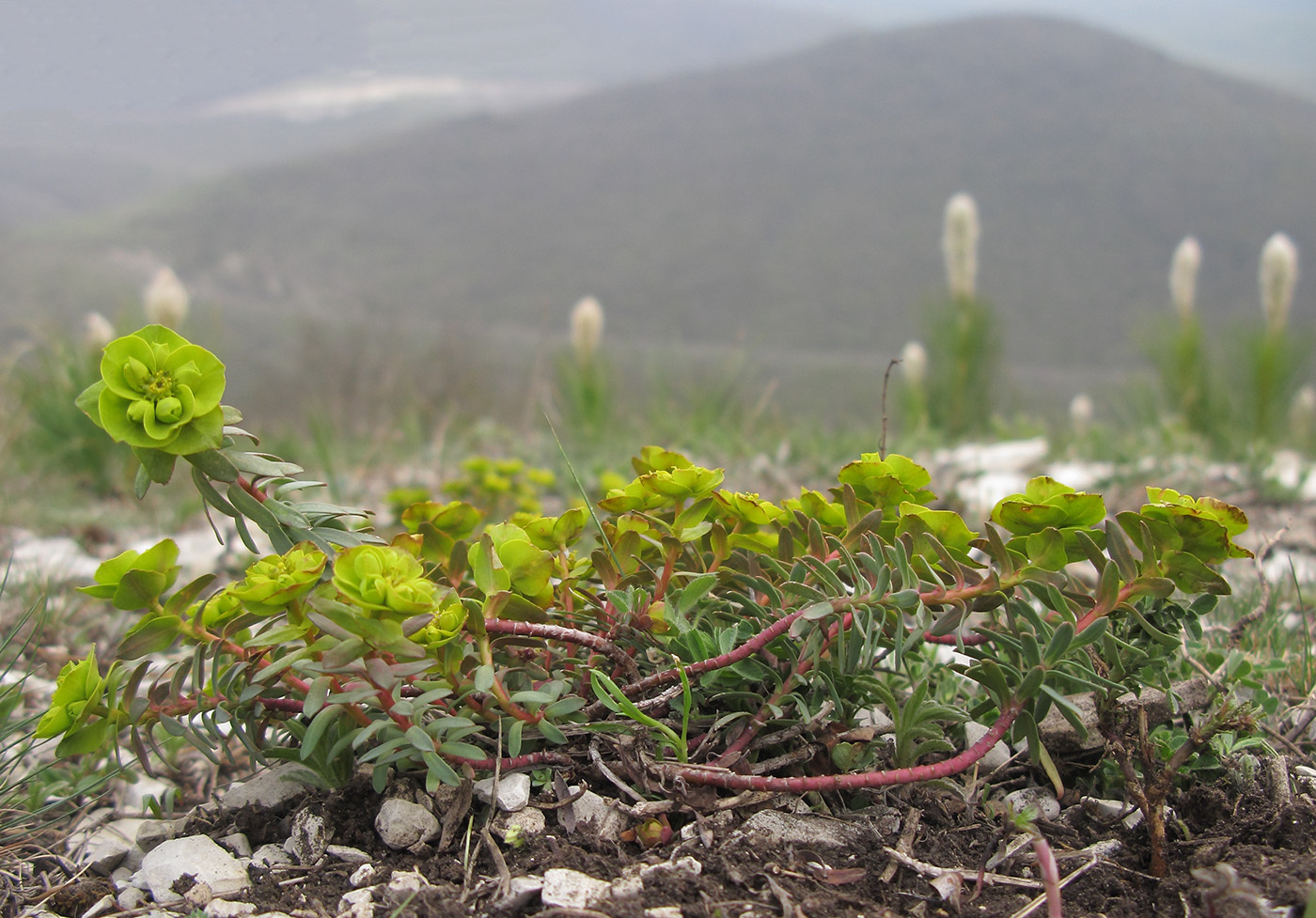 Image of Euphorbia petrophila specimen.