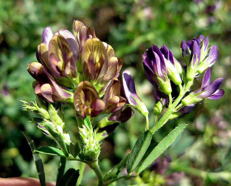 Image of Medicago × varia specimen.