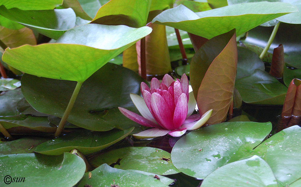Image of Nymphaea × marliacea specimen.