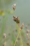Sesleria caerulea