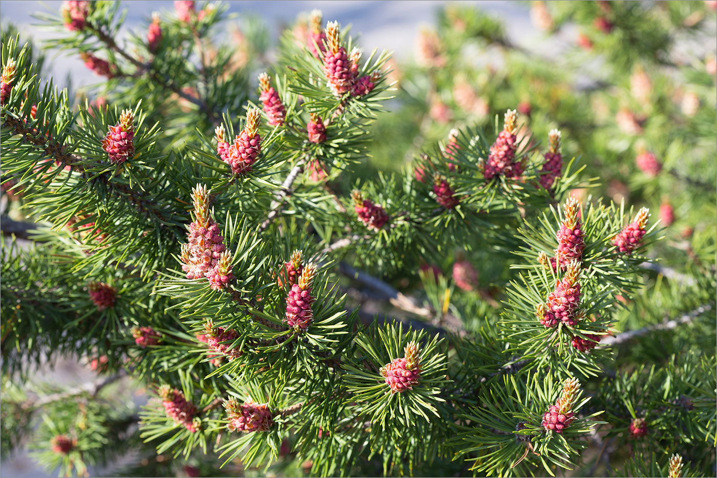 Изображение особи Pinus friesiana.