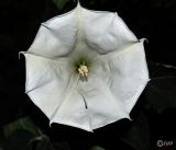 Datura innoxia