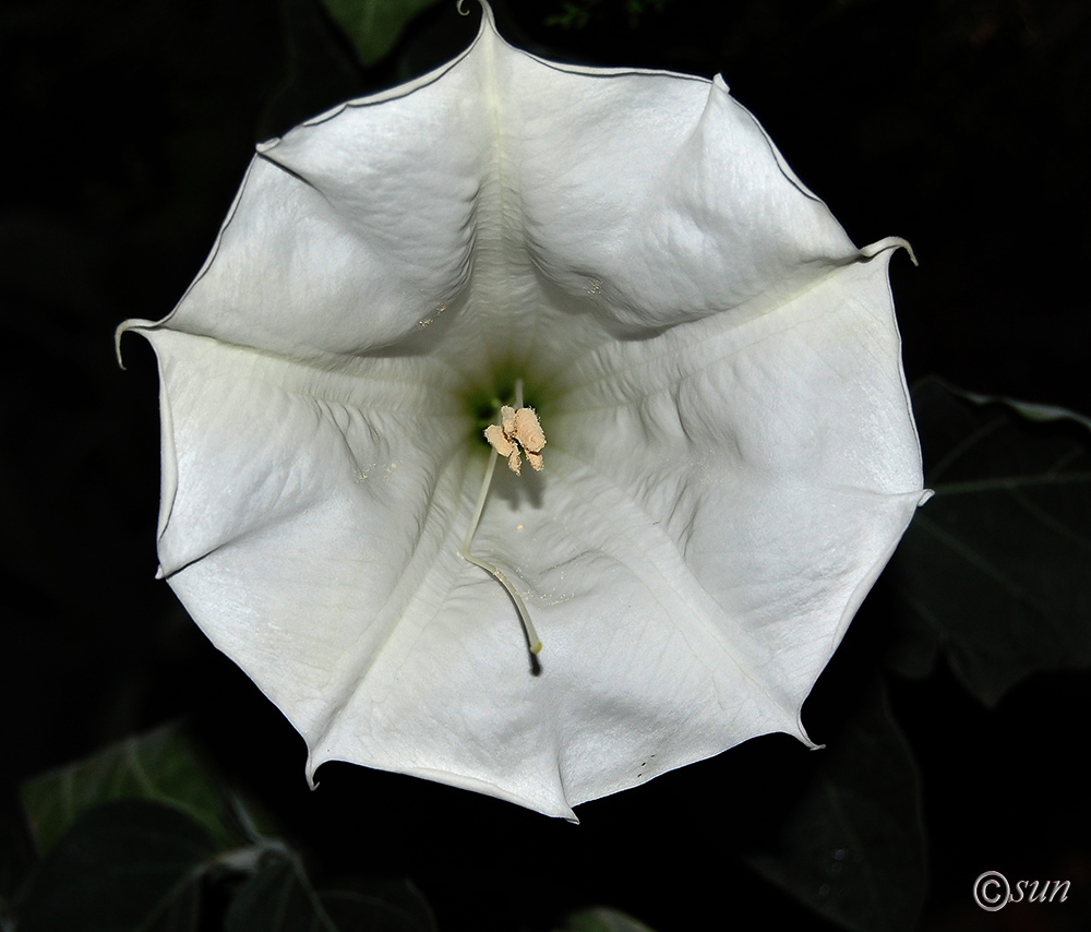 Изображение особи Datura innoxia.