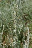 Artemisia absinthium