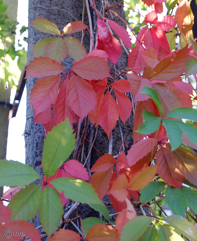 Изображение особи Parthenocissus quinquefolia.