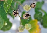 Hibiscus tiliaceus. Верхушка ветви с плодами разной степени зрелости. Андаманские острова, остров Смит, песчаный пляж. 09.01.2015.