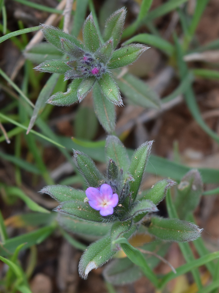 Изображение особи Buglossoides arvensis.