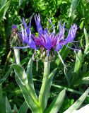 Centaurea czerkessica