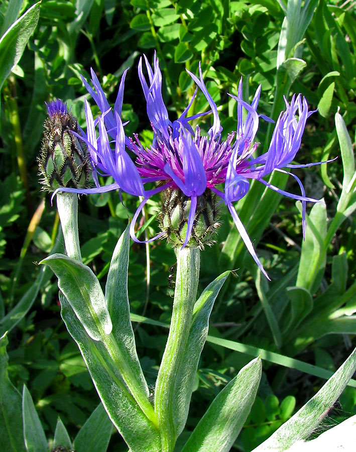 Изображение особи Centaurea czerkessica.