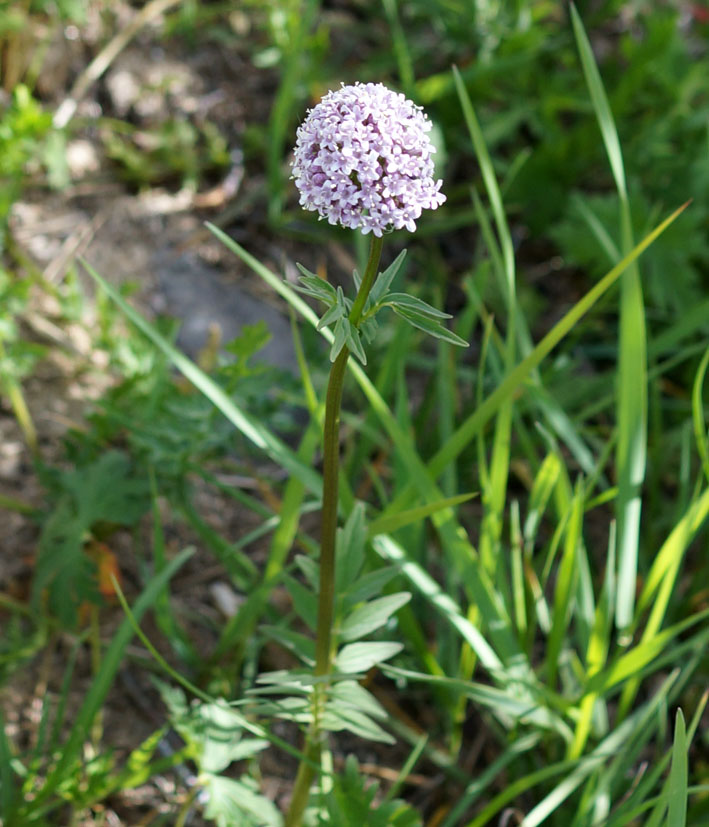 Image of Valeriana dubia specimen.