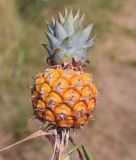 Ananas comosus