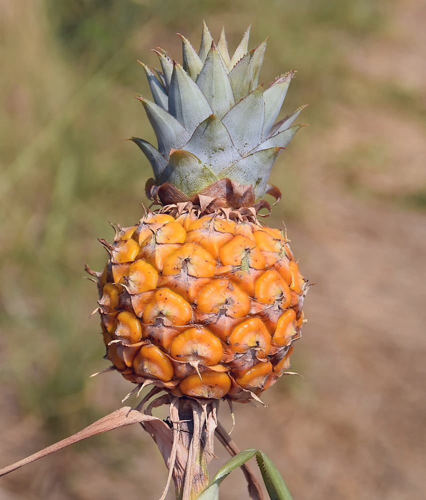 Изображение особи Ananas comosus.