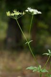 Chaerophyllum aromaticum. Побег с соцветием и соплодием. Калужская обл., ст. Думиничи, используемый под выпас суходольный луг. 23.08.2009.