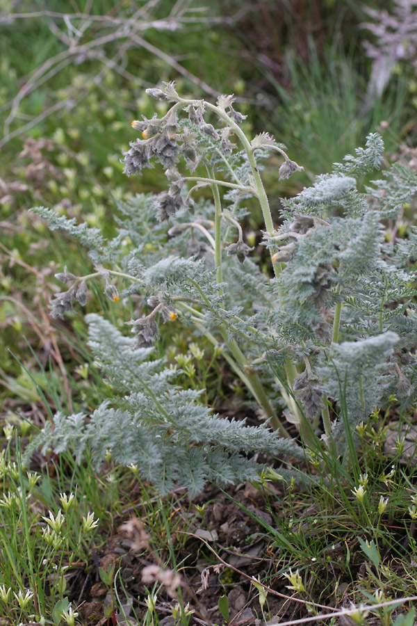 Image of Biebersteinia multifida specimen.