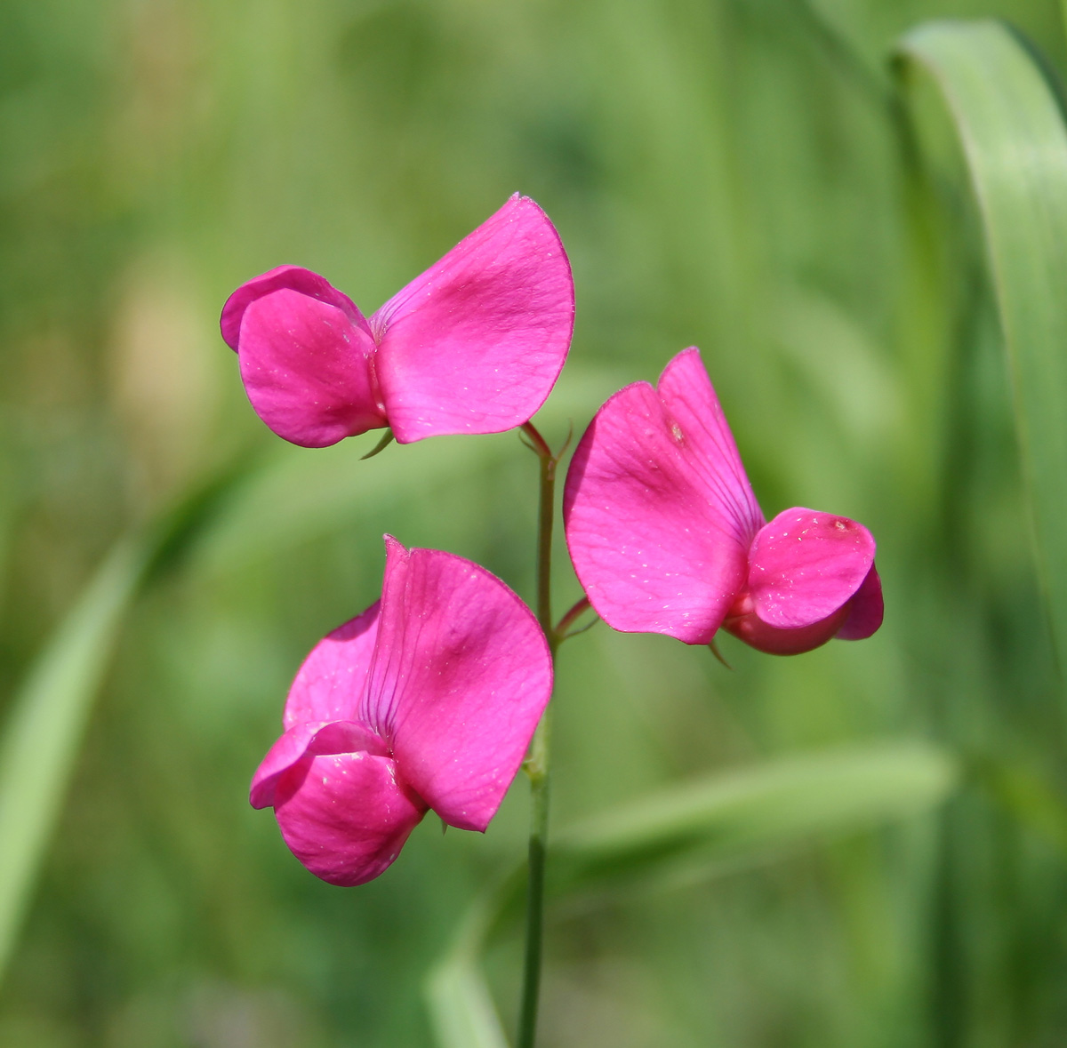 Изображение особи Lathyrus tuberosus.