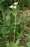 Cerastium bungeanum