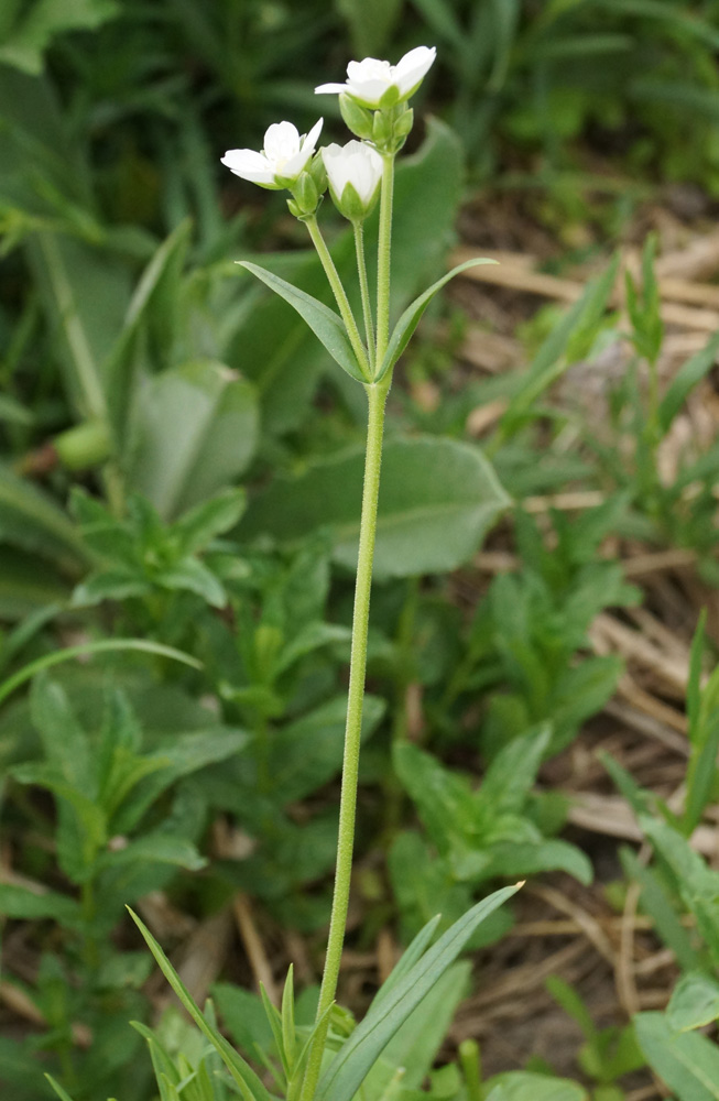 Изображение особи Cerastium bungeanum.