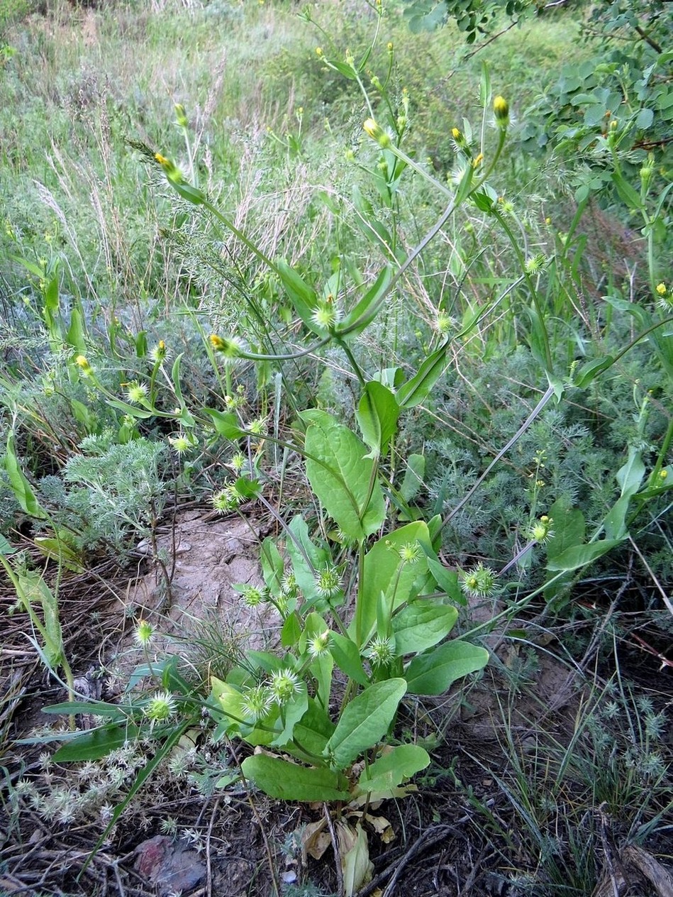 Изображение особи Acanthocephalus amplexifolius.