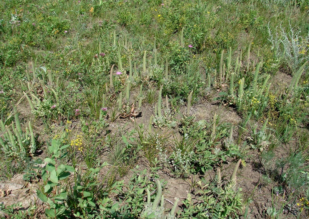 Изображение особи Orostachys malacophylla.