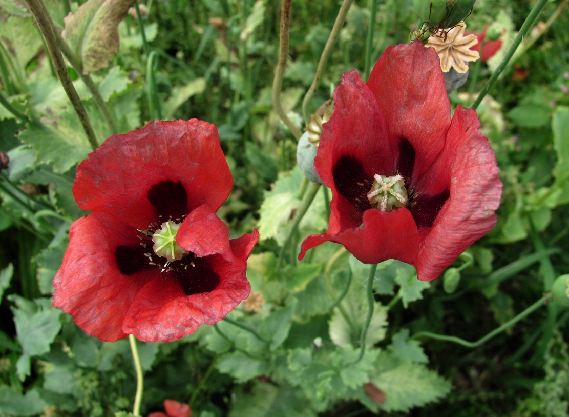 Изображение особи Papaver somniferum.