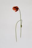 Papaver stevenianum. Побеги с цветком и бутоном. Республика Молдова, пригород Кишинёва. 30 апреля 2009 г.