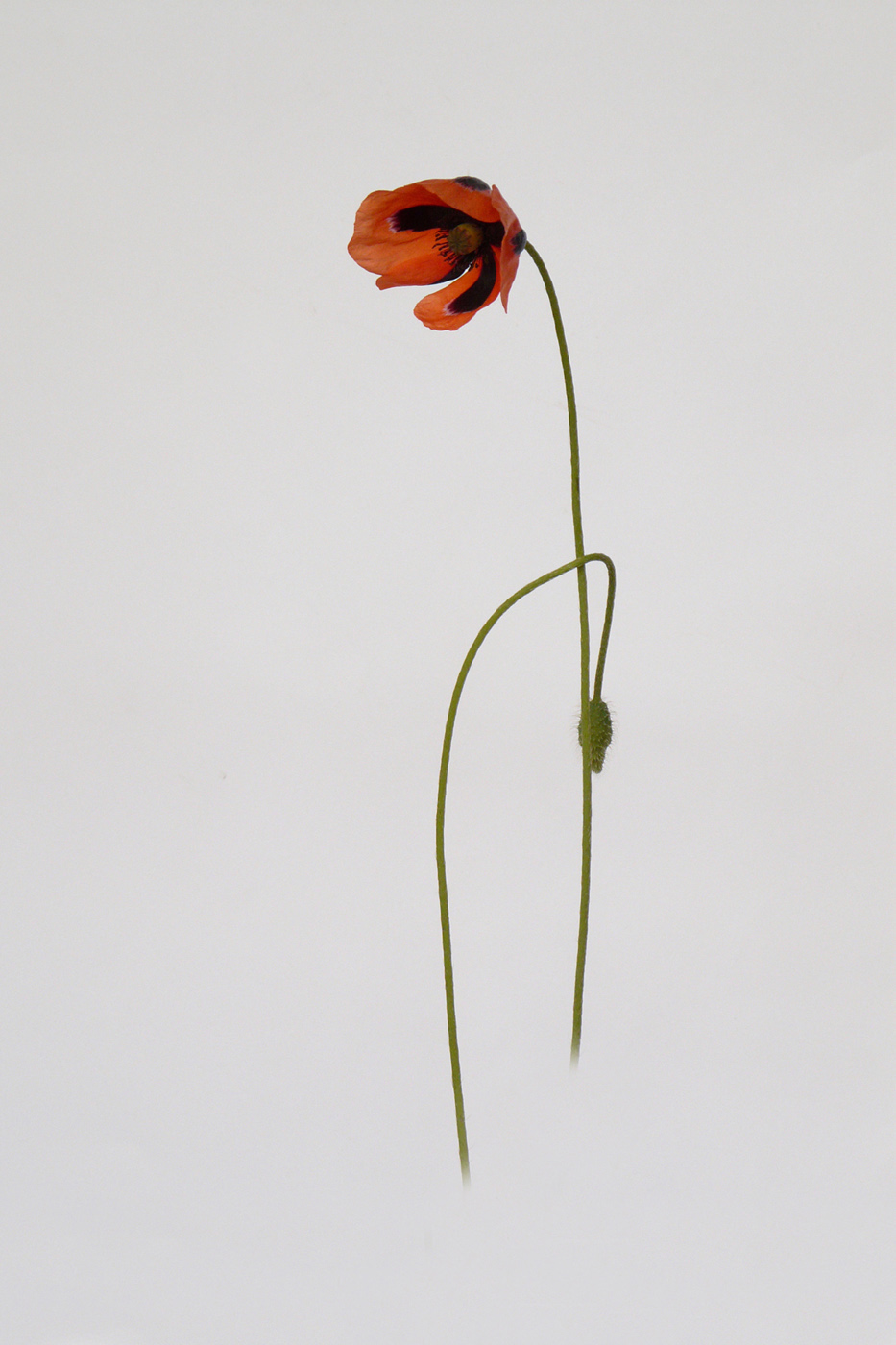 Image of Papaver stevenianum specimen.