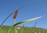 Phleum alpinum