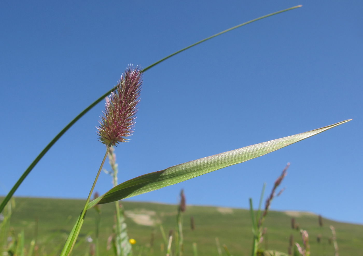 Изображение особи Phleum alpinum.