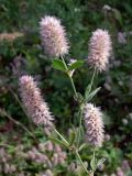Trifolium arvense