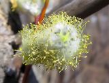 Salix rorida. Серёжка. Владивосток, Ботанический сад-институт ДВО РАН. 9 апреля 2016 г.