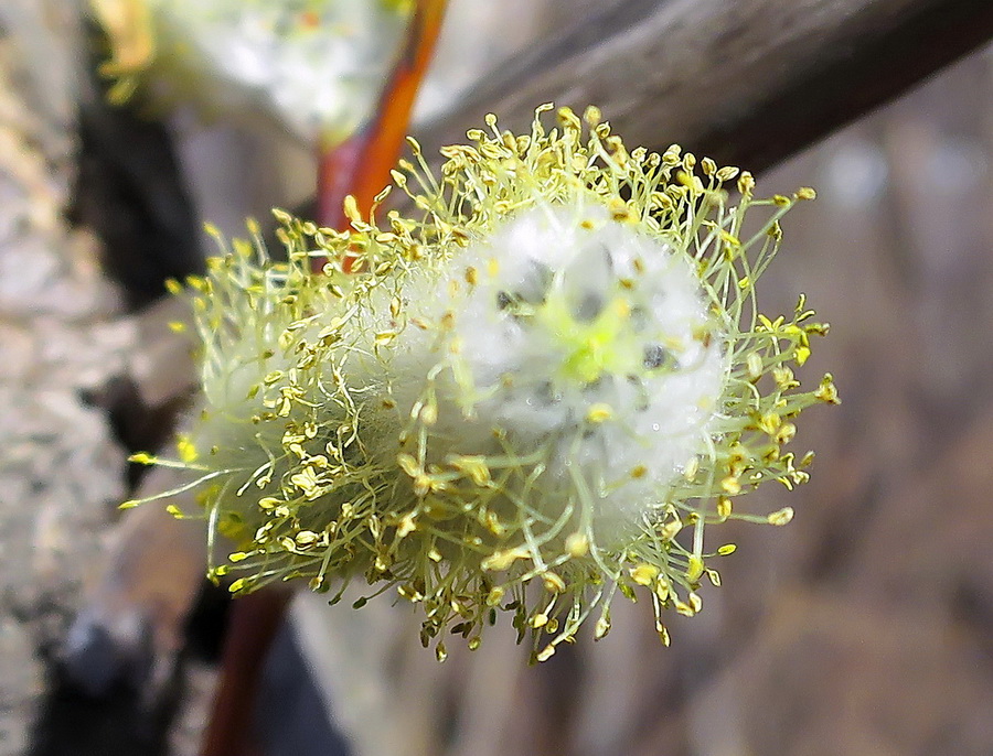 Image of Salix rorida specimen.