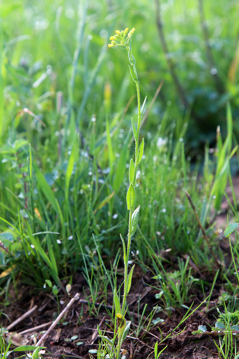 Image of Neslia apiculata specimen.