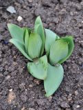 Fritillaria pallidiflora