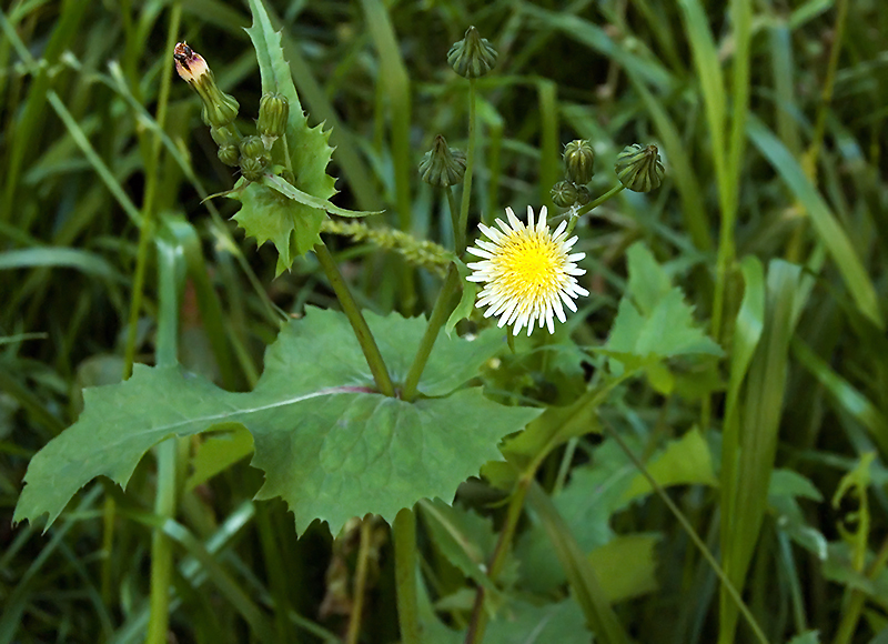 Изображение особи Sonchus oleraceus.