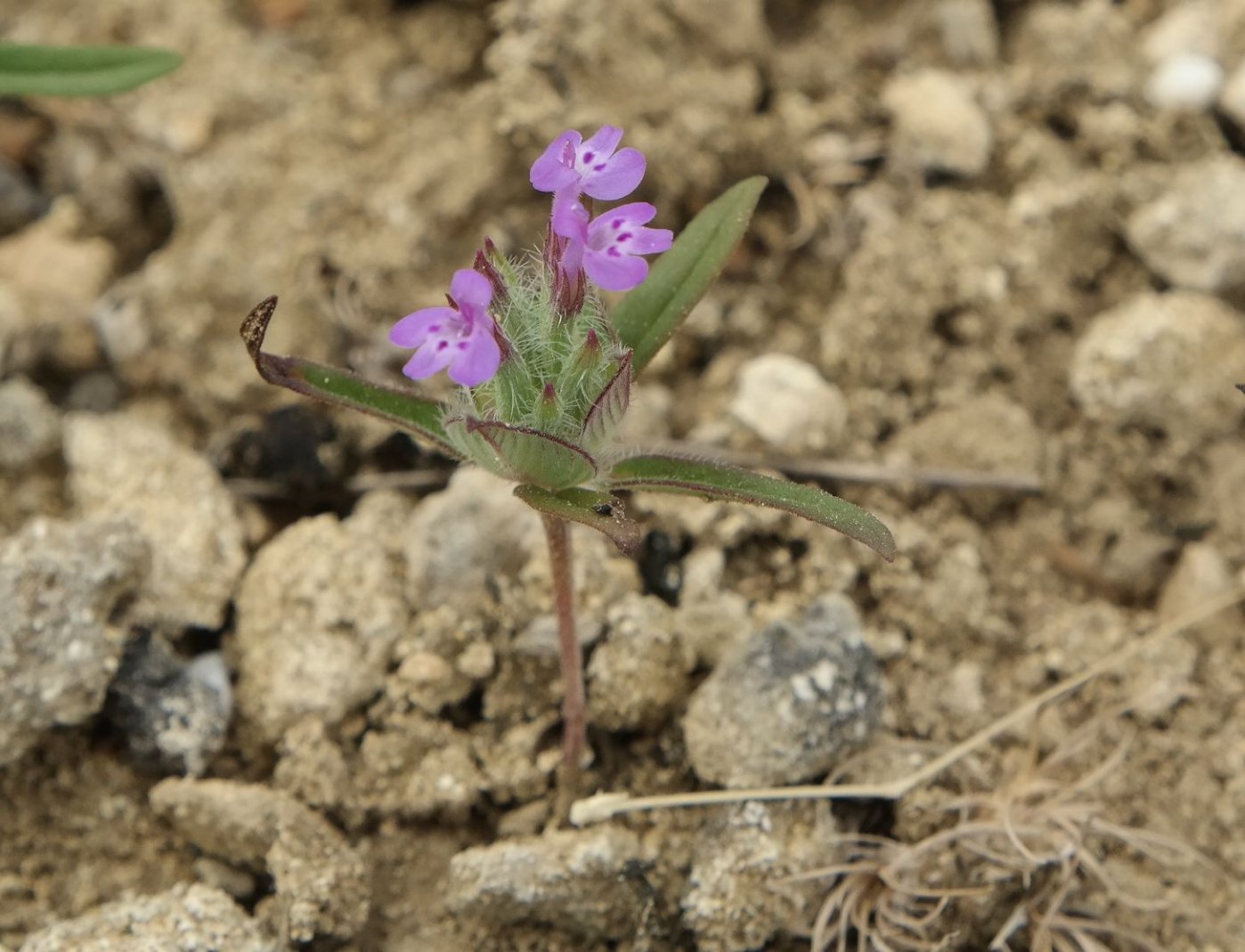 Изображение особи Ziziphora capitata.