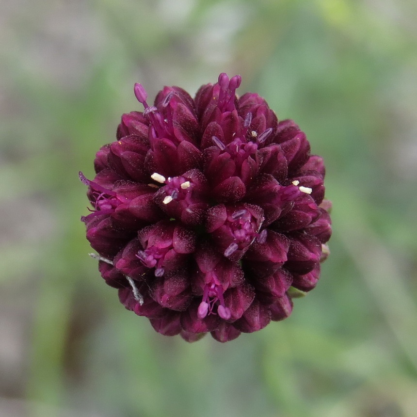 Image of Allium sphaerocephalon specimen.