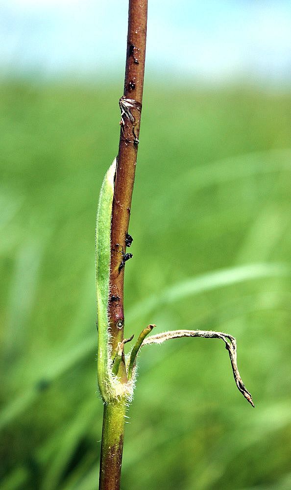 Image of genus Silene specimen.