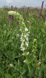 Salvia tesquicola