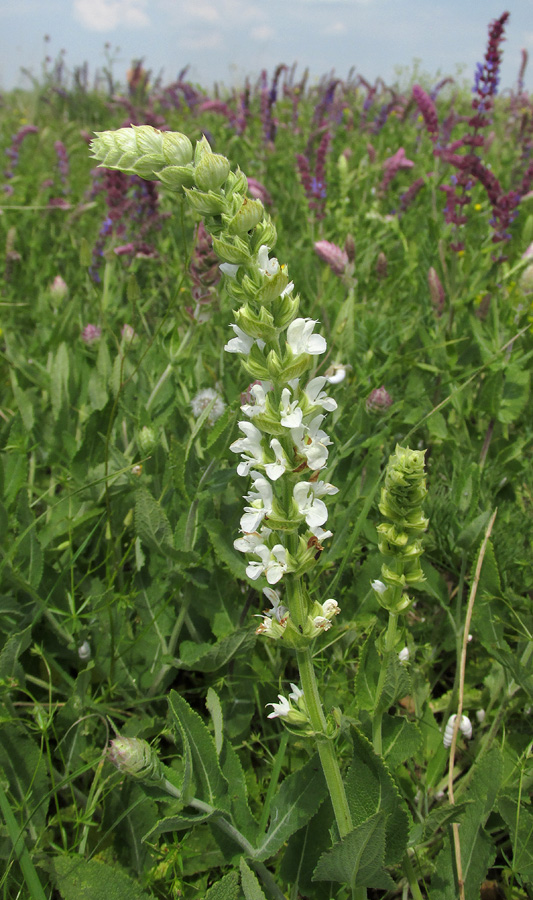 Изображение особи Salvia tesquicola.