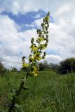 Verbascum pyramidatum