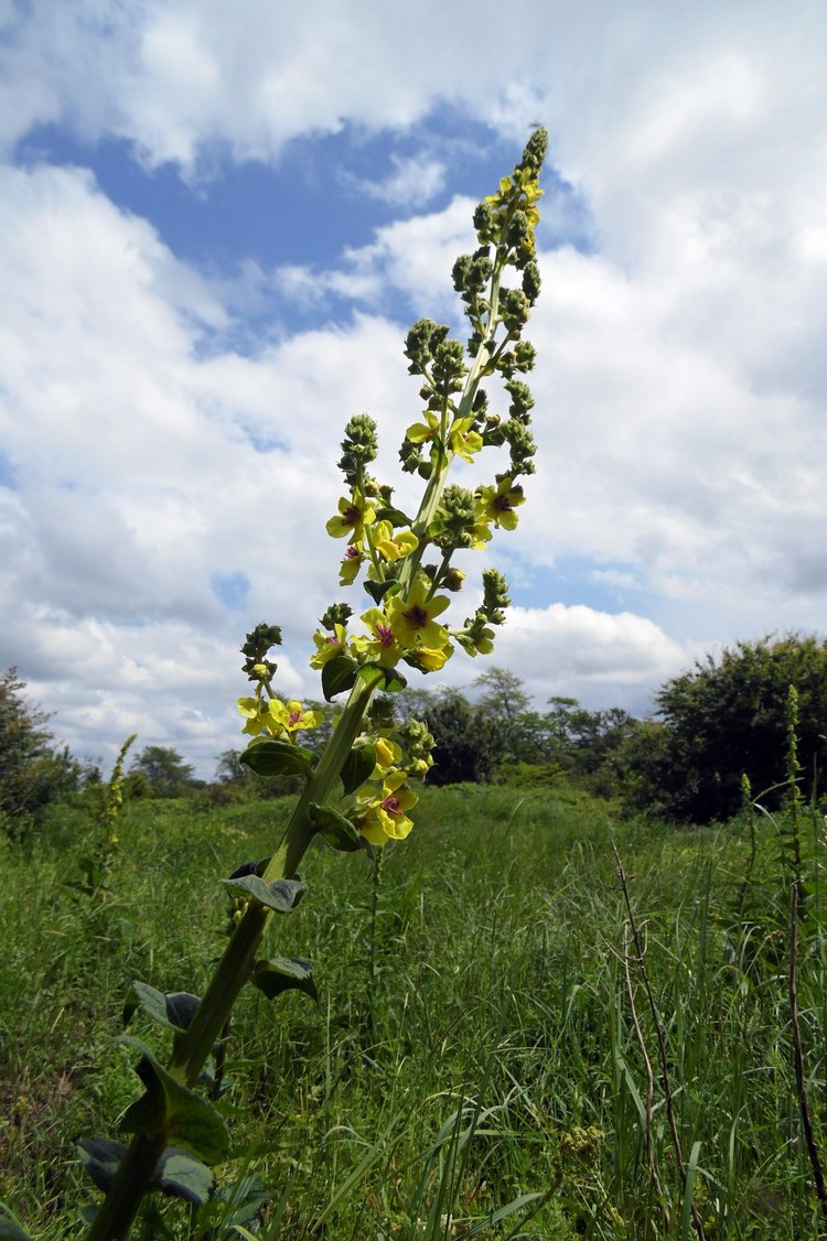 Image of Verbascum pyramidatum specimen.