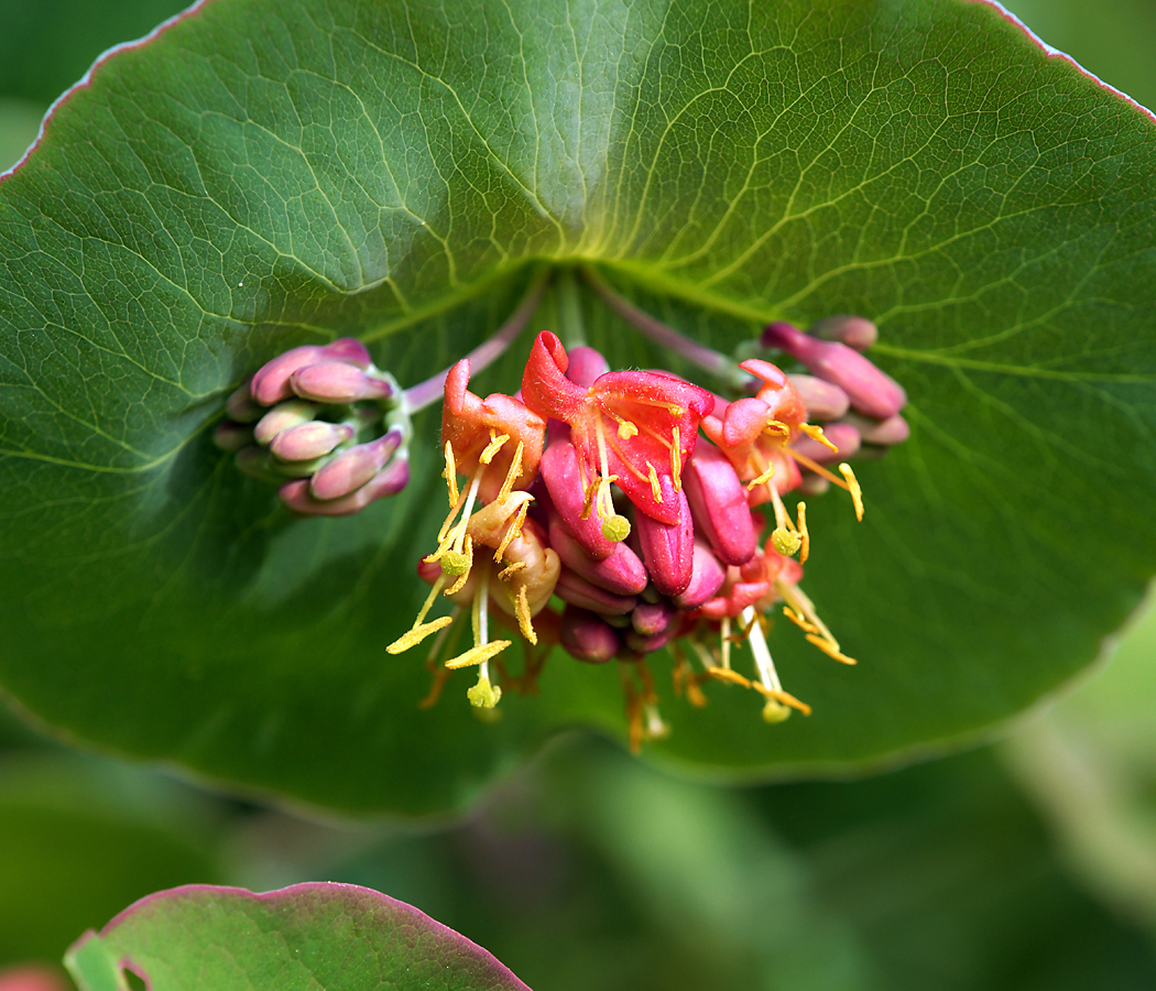 Изображение особи Lonicera dioica.