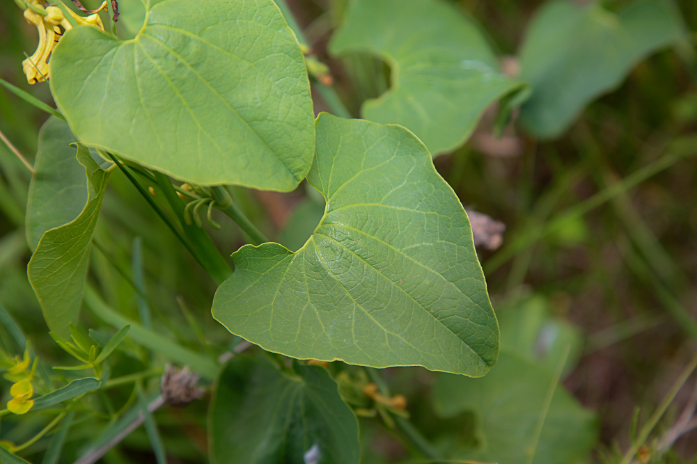 Изображение особи Aristolochia clematitis.